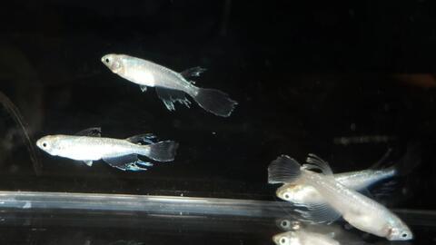 国产开口鱼食测评视频播放,品质与口感的完美融合