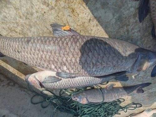 青鱼视频国产企业在3,青鱼视频见证中国3代企业成长之路