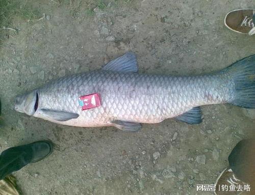 青鱼视频国产企业在3,青鱼视频见证中国3代企业成长之路