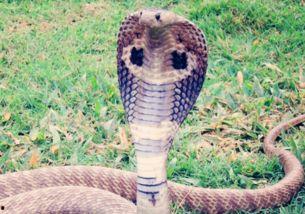 国产蛇饲养方法视频,视频教程详解