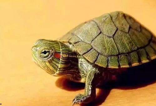 国产老乌龟原创视频