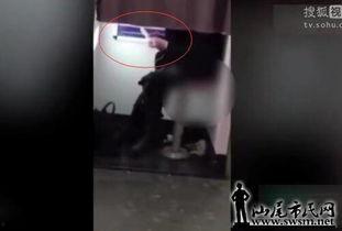 国产拉屎美女视频网站,网络奇观背后的文化现象