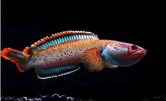 国产雷龙鱼可以驯养吗视频,揭秘水中霸主的驯服之道