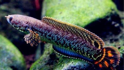 国产雷龙鱼可以驯养吗视频,揭秘水中霸主的驯服之道