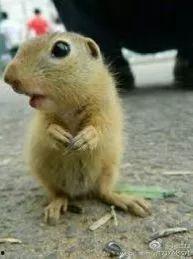 国产土拨鼠最新消息视频,揭秘最新视频背后的科技与魅力