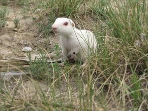 国产土拨鼠最新消息视频,揭秘最新视频背后的科技与魅力  第2张