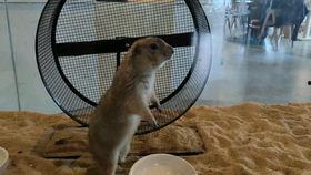 国产土拨鼠最新消息视频,揭秘最新视频背后的科技与魅力  第3张